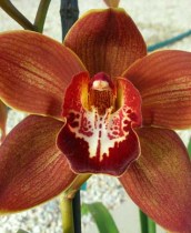 Cymbidium Darling Chocolate 